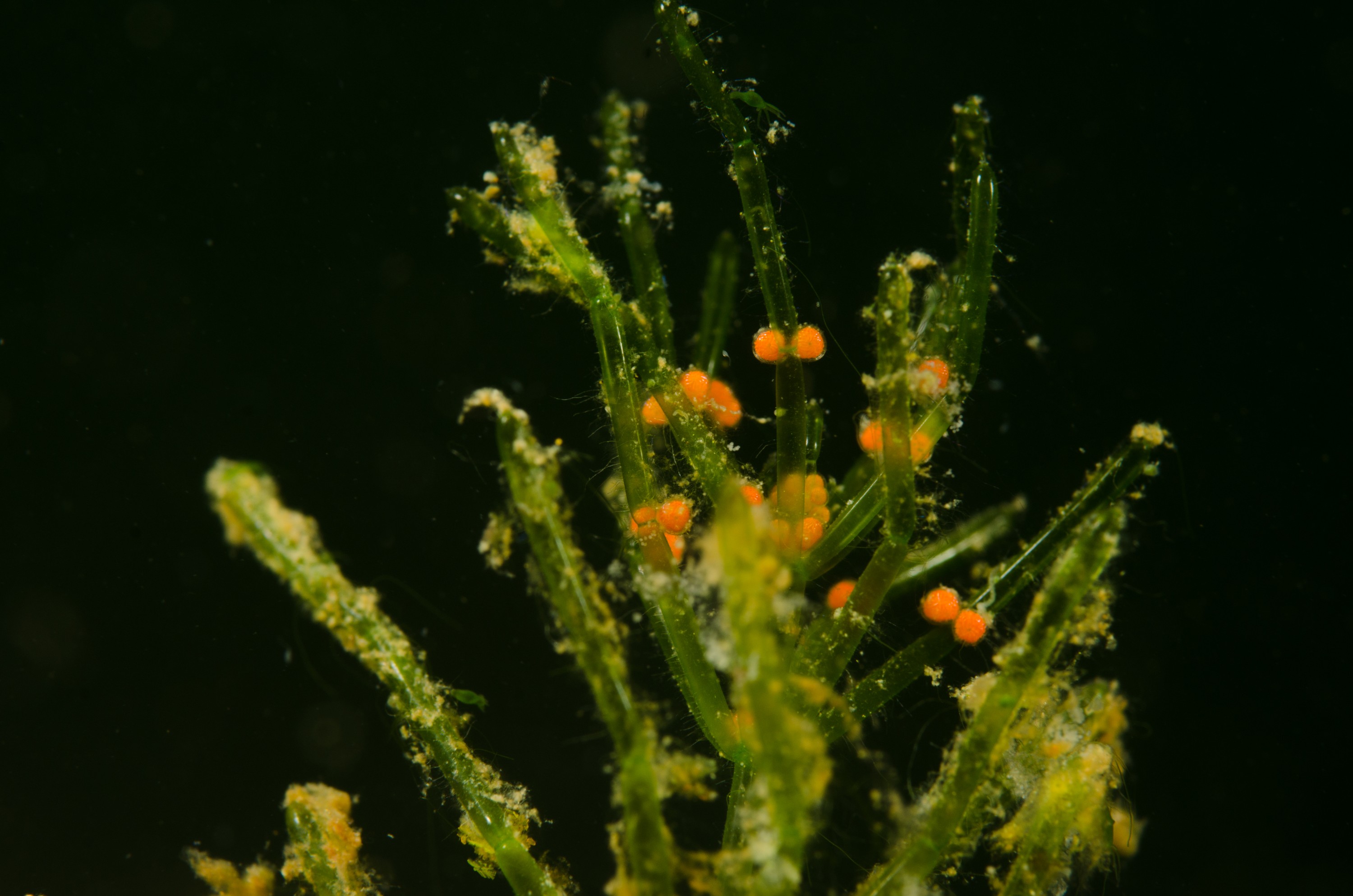 DSC_0788 – Northland NZ., Utricularia gibba, crispin, new, northland, nz, zealand, JAN17